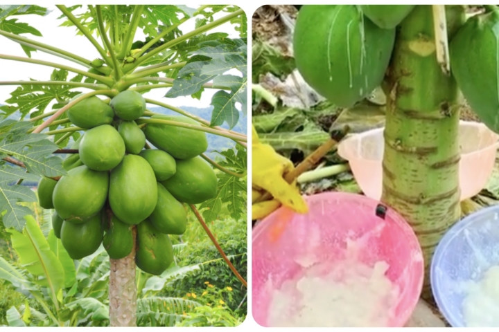 Nhựa đu đủ có tác dụng gì?