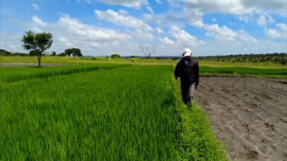 Team Châu Phi và những ruộng lúa nước Việt Nam trên đất Angola