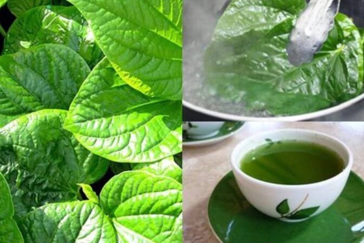 Uống nước lá lốt hàng ngày có tốt không?