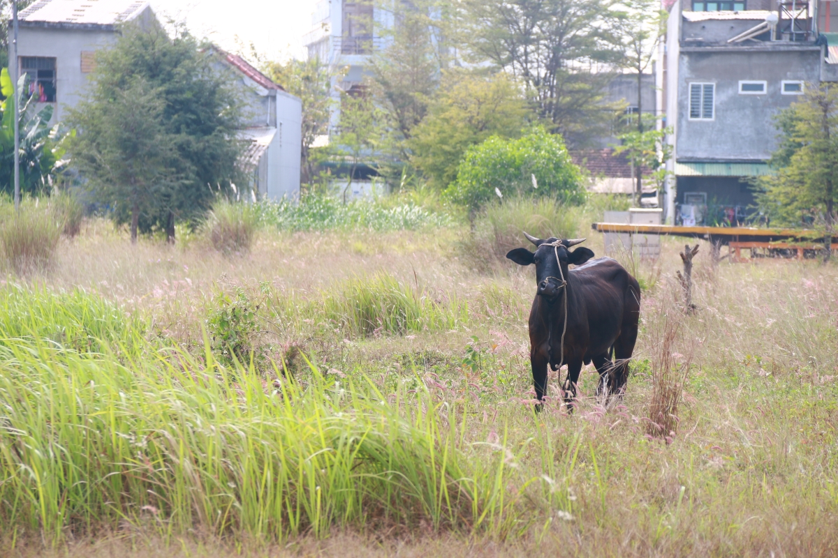 Sau 9 năm triển khai, khu dân cư kiểu mẫu ở Quảng Ngãi thành nơi chăn bò