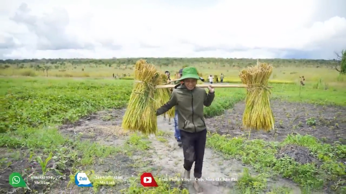 Dùng liềm gặt lúa tái hiện hình ảnh làng quê Việt Nam trên đất châu Phi