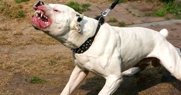 Những vụ chó Pitbull cắn chết người khủng khiếp nhất thế giới