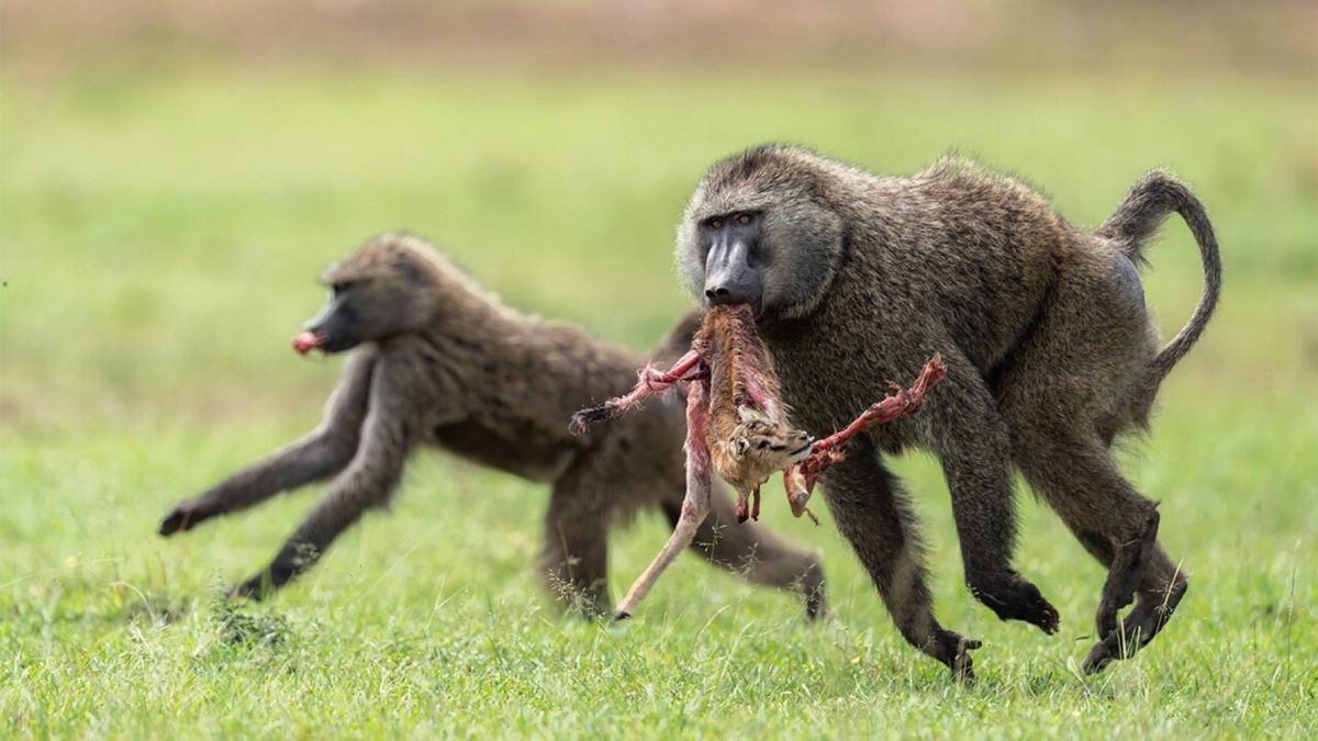 Tưởng bạn hóa thù, linh dương bị khỉ đầu chó làm thịt vì cả tin