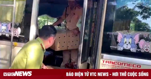 Xe khách vận chuyển 136 con chim chào mào trái phép