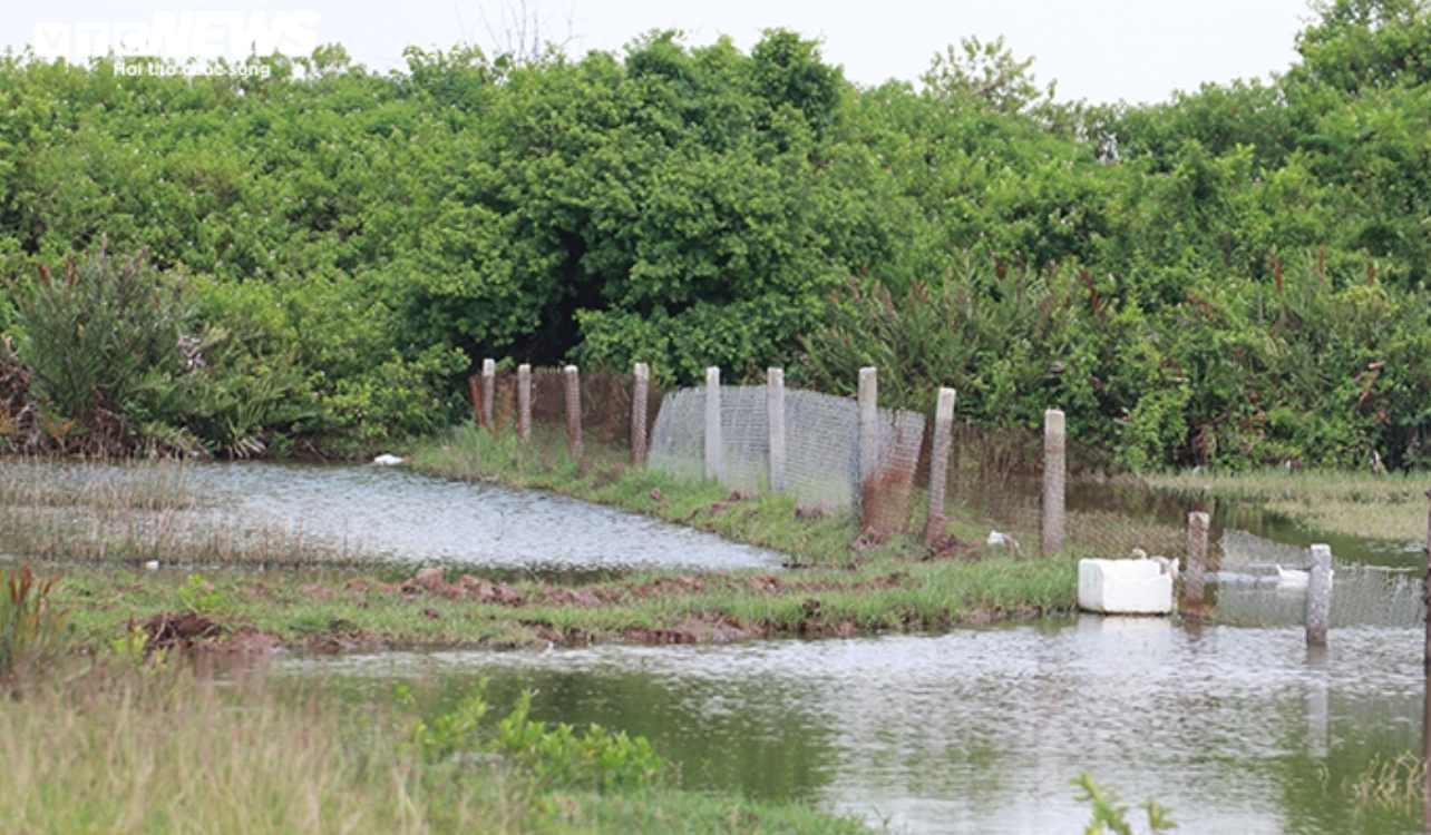 Doanh nghiệp tự ý 'phát canh thu tô' gần 400ha đất bãi bồi ven biển ở Hải Phòng