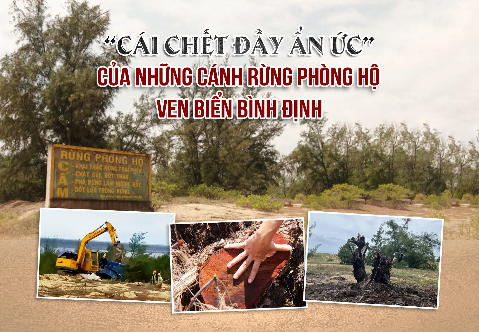 Rừng phòng hộ ven biển Bình Định chết oan