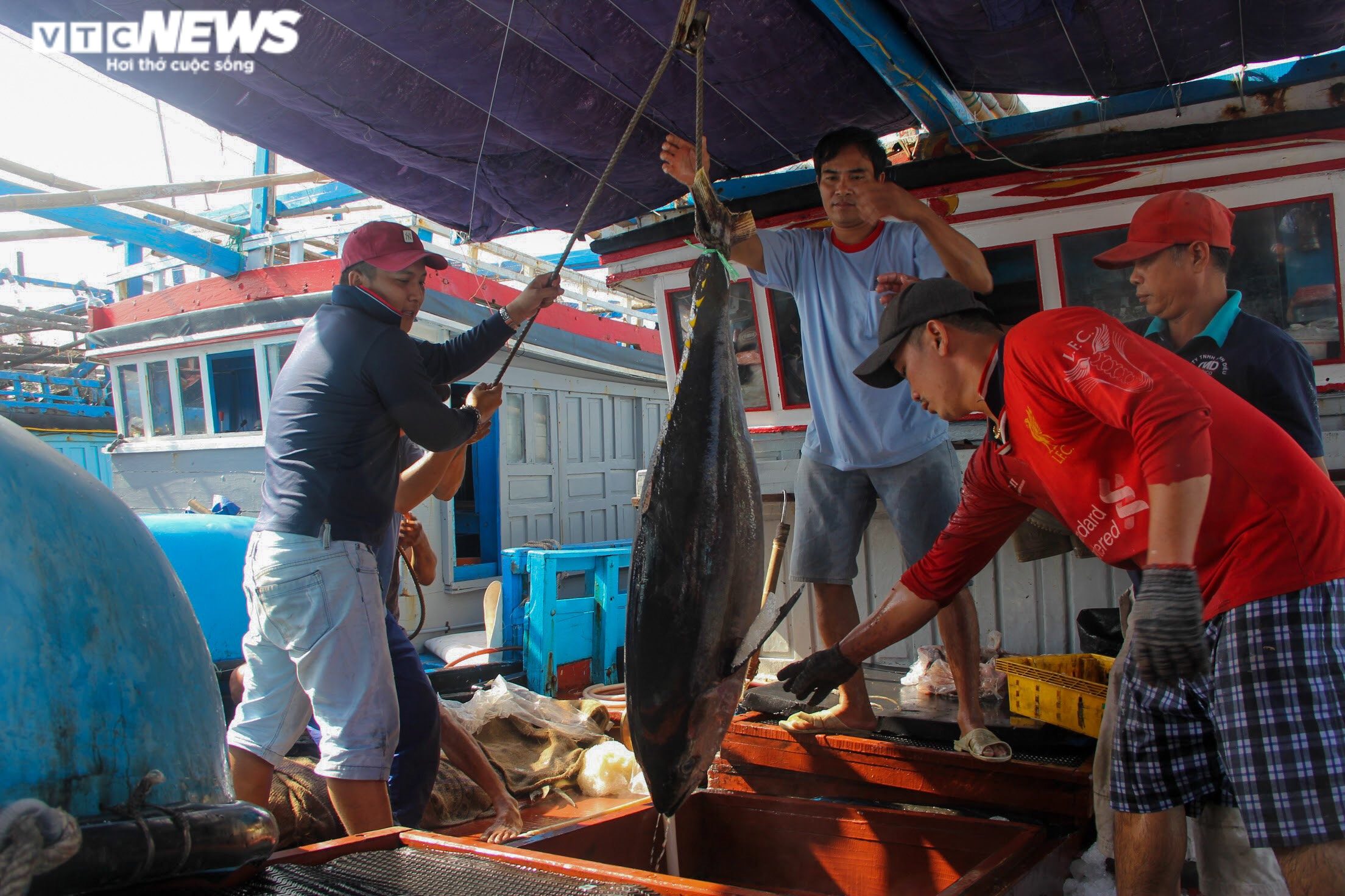 Nỗi buồn của ngư phủ nơi khai sinh nghề câu cá ngừ đại dương ở Việt Nam