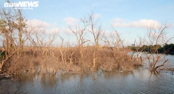 Cánh rừng phòng hộ đang xanh tốt bỗng chết khô ở Hải Phòng