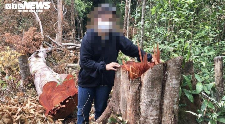 Ám ảnh rừng già ở Gia Lai 'đổ máu'