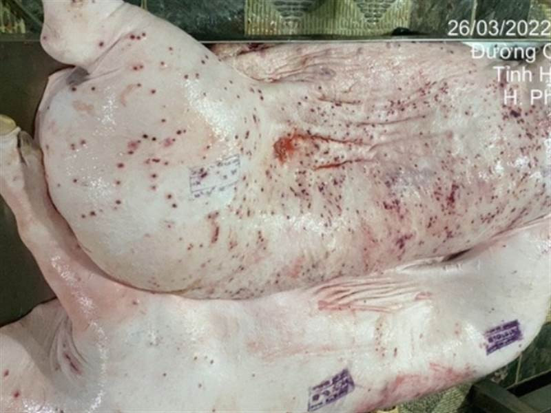 Công ty C.P. Việt Nam bị tố bán thịt heo bẩn