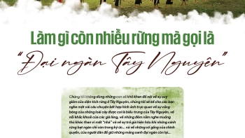 Làm gì còn nhiều rừng mà gọi là 'Đại ngàn Tây Nguyên'