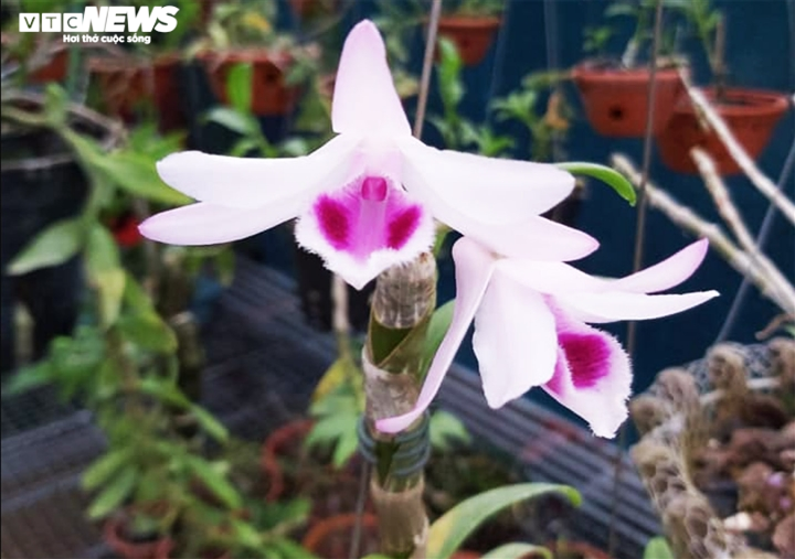 Đột quỵ vì lan đột biến