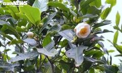 Cơn sốt bạch hải đường