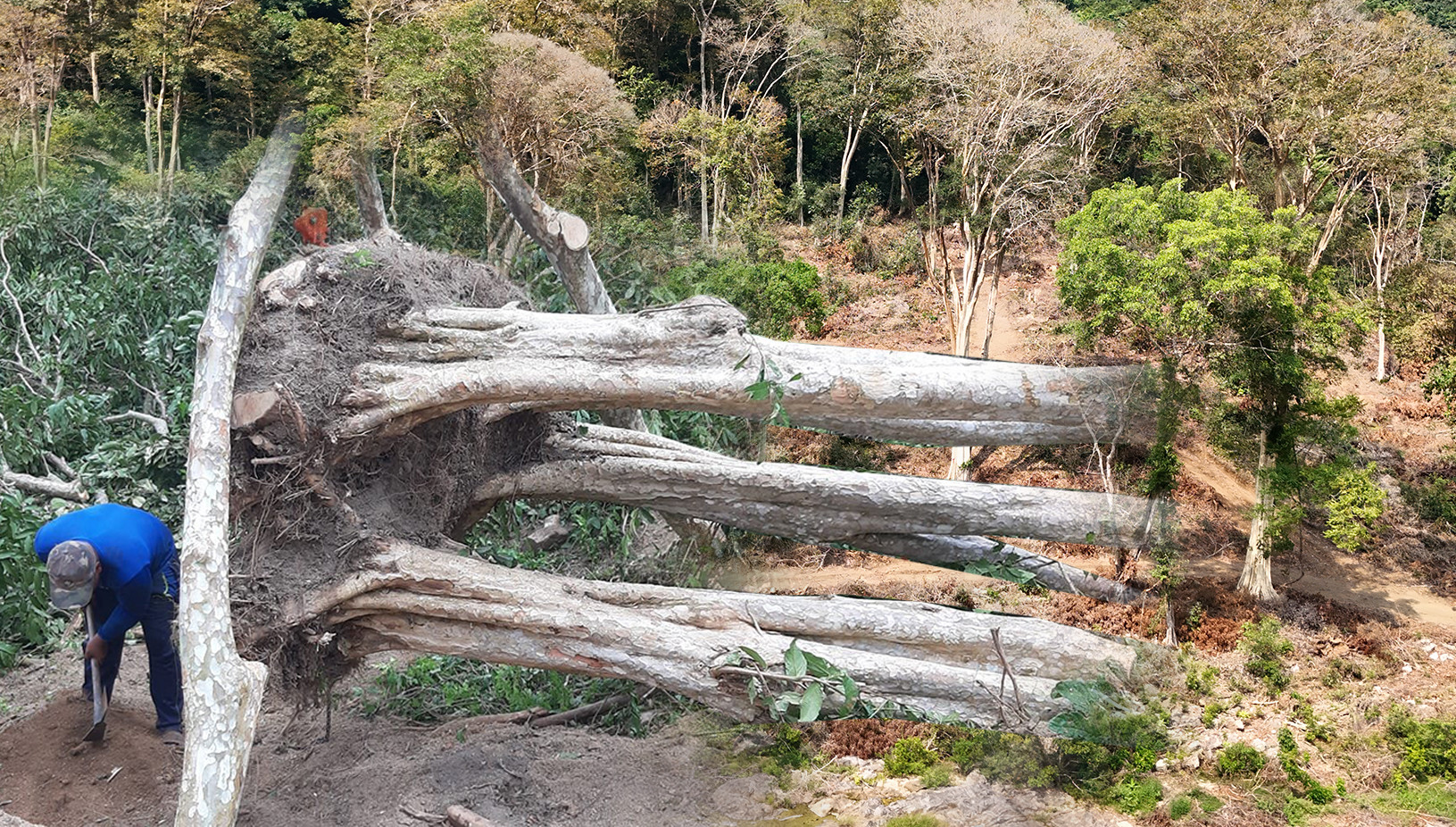 Bứng cây trăm tuổi từ rừng về nhà: Đại gia 