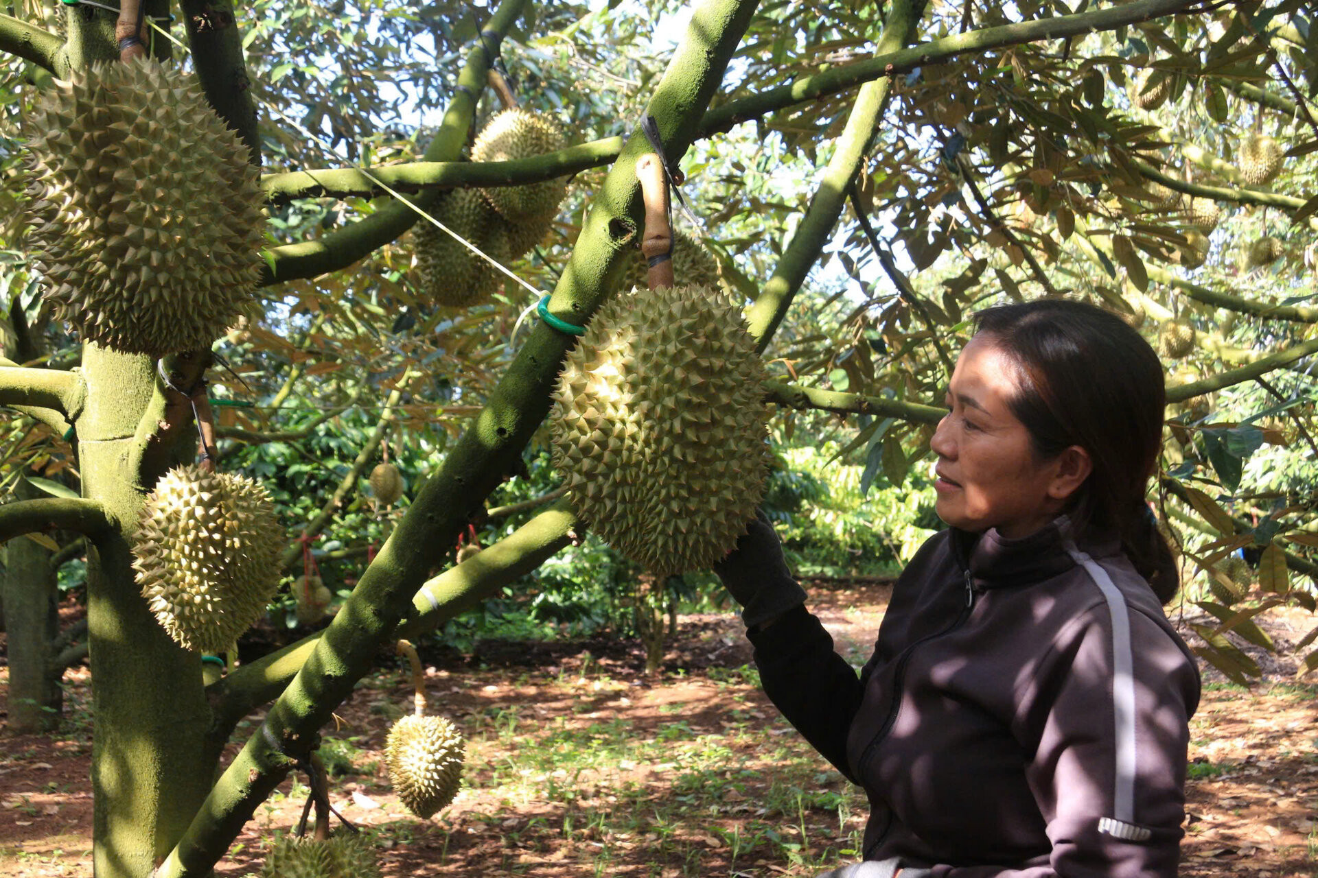 Làm sao để 'trái tỷ đô' sầu riêng luôn là trái ngọt?