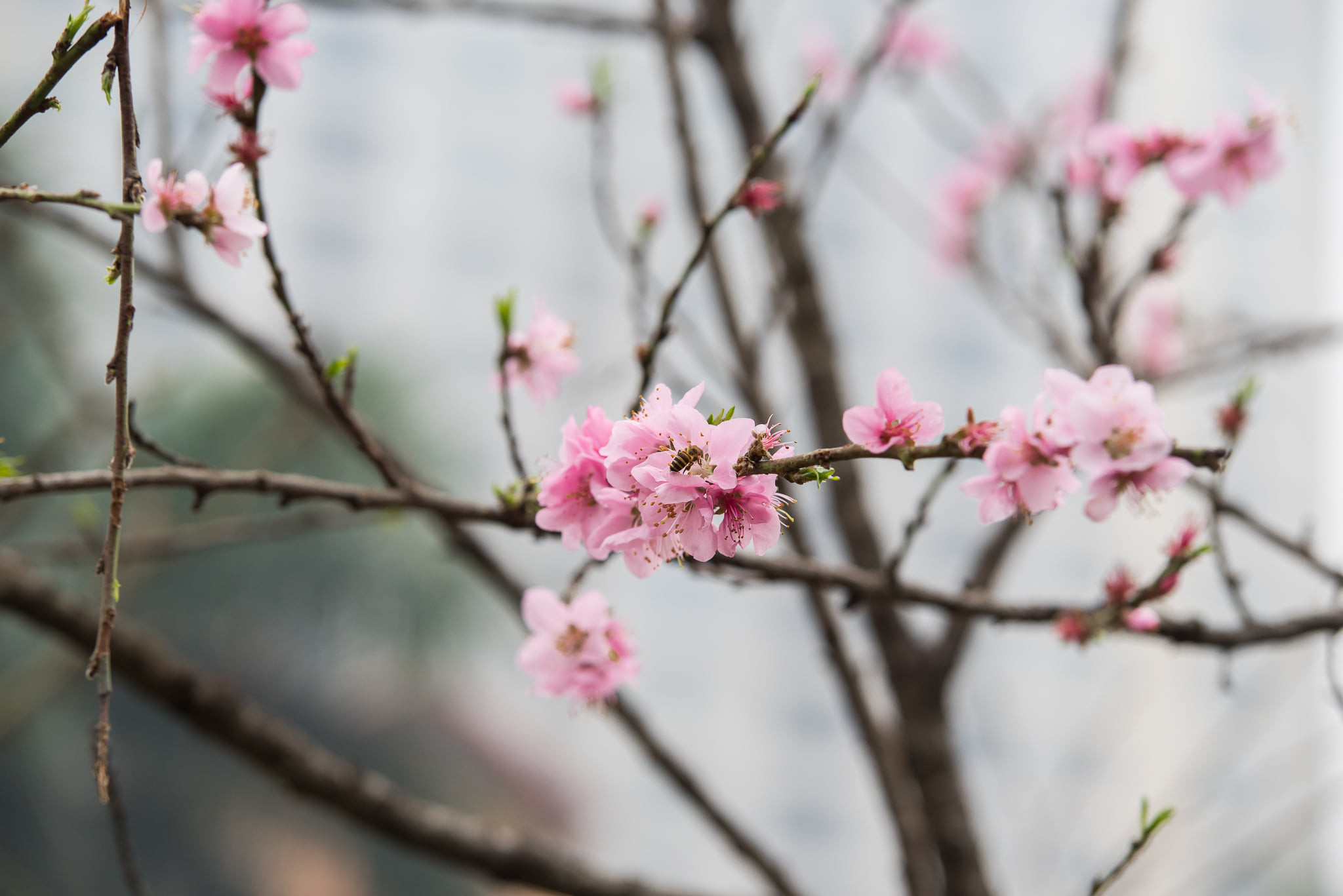 Thời tiết Tết Nguyên đán Giáp Thìn 2024