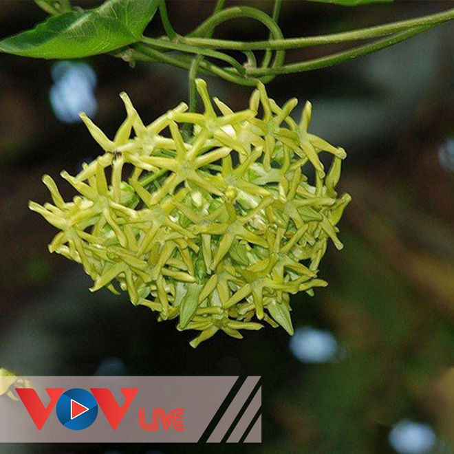 Thiên lý hữu tình