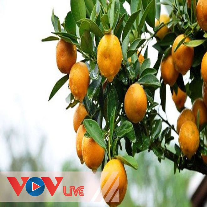 Sự tích cây quất