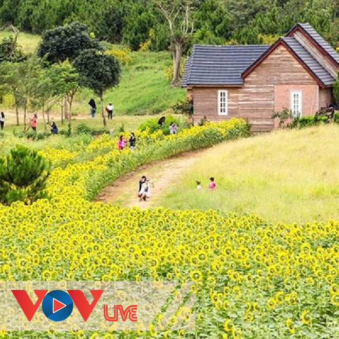 Ngôi trường trên đồi hoa vàng