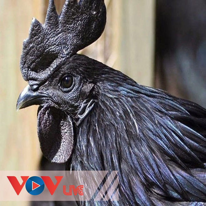 Nhà bay lên cung trăng