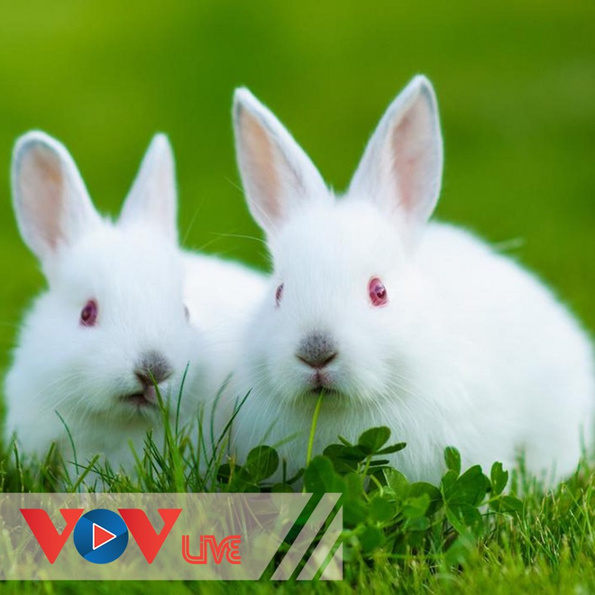 Chuyện đôi thỏ trắng