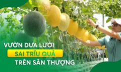 Nông nghiệp đô thị: Vườn dưa lưới sai trĩu quả trên sân thượng