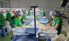 Lô hạt điều xuất khẩu sang Italia bị lừa: Doanh nghiệp bán được 17 container