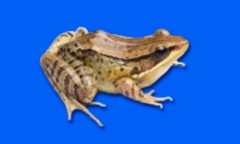 Phát hiện loài ếch mới có tiếng kêu quạc quạc như vịt 