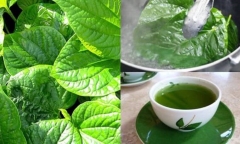 01 số bài thuốc chữa đau lưng từ cây vườn nhà