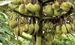 Phó Thủ tướng chỉ đạo xử lý thông tin 'chất vàng O' trong sầu riêng