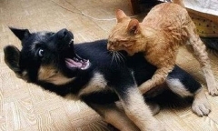 Chó hùng hổ lao vào hù dọa bị mèo đuổi chạy 'bán sống bán chết'