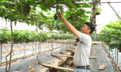 Video: Vườn nho 10.000 m2 trĩu quả ở Hà Nội