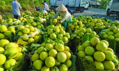 Vĩnh Long tổ chức Festival Nông sản