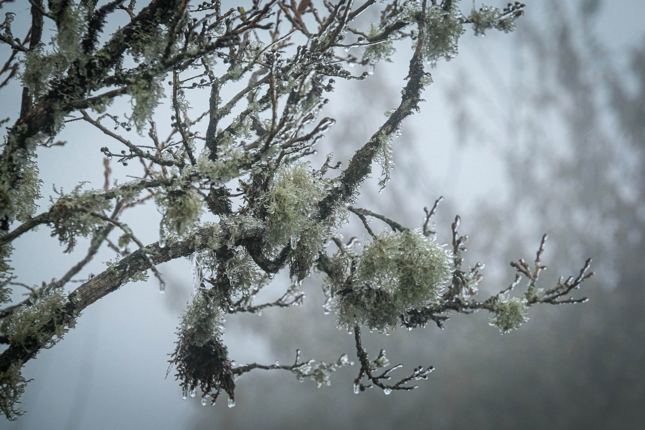 Rét hại, băng giá kỷ lục ở miền Bắc làm gần 1.600 gia súc bị chết