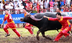 Video: Thót tim những pha xung trận của các 'ông trâu' Đồ Sơn, Hải Phòng