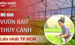 Nông nghiệp đô thị: Mãn nhãn mô hình vườn rau thuỷ canh lớn nhất TP.HCM