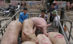 Giá lợn hơi tăng cao nhất trong vòng 1 năm
