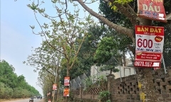 Tổng cục Quản lý Đất đai: Sốt đất đã hạ nhiệt
