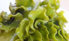 Giải mã bí mật về Fucoidan Okinawa