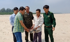 Rùa biển quý hiếm đi lạc, mắc lưới ngư dân Huế