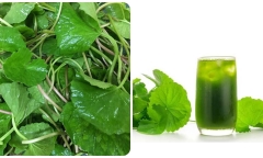 Một tuần uống rau má mấy lần là đủ?