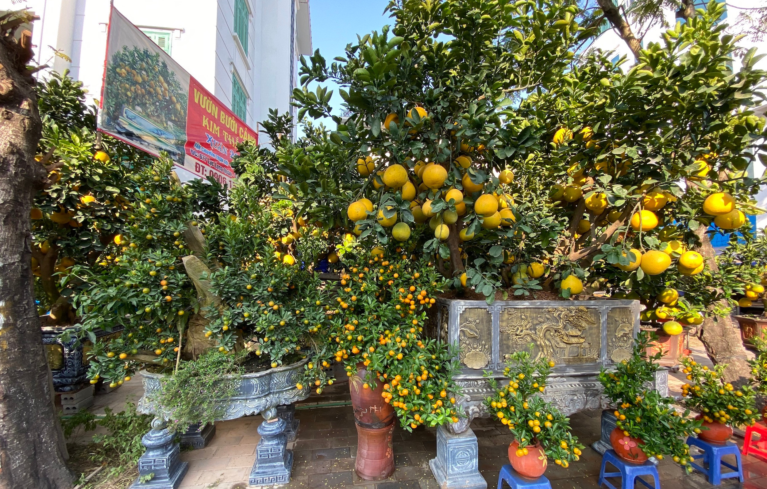 Đào, quất, bưởi Tết giá trăm triệu đồng tràn xuống phố phường Hà Nội