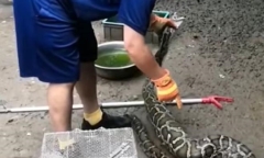 Mãng xà gặp họa vì quá tham ăn: Nuốt 9 con gà, lăn ra ngủ rồi bị bắt