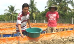Video: Giám đốc bỏ lương khủng về nuôi lươn, thu nhập hàng tỷ đồng mỗi năm