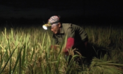 Video: Tránh nắng nóng 38 độ C, nông dân gặt lúa từ 3h