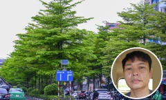 Hàng nghìn cây xanh nhập lậu từ Trung Quốc, được 'thổi giá' trồng ở Hà Nội