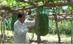 Về Bình Định ngắm bí đao 'khủng' nặng gần 80 kg