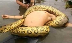Ghê rợn những vụ 'quái vật' anaconda hung bạo tấn công con người