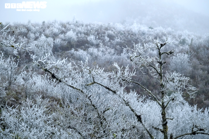 Rét hại, băng giá kỷ lục ở miền Bắc làm gần 1.600 gia súc bị chết