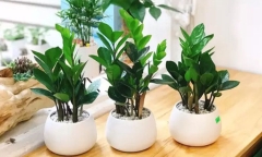 10 loại 'cây may mắn' mà dân văn phòng thích đặt ở góc bàn